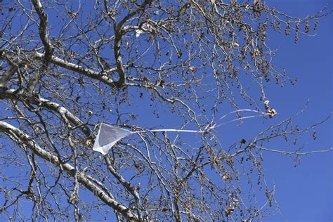 Preparing for the worst: essential tools for rescuing kites from trees